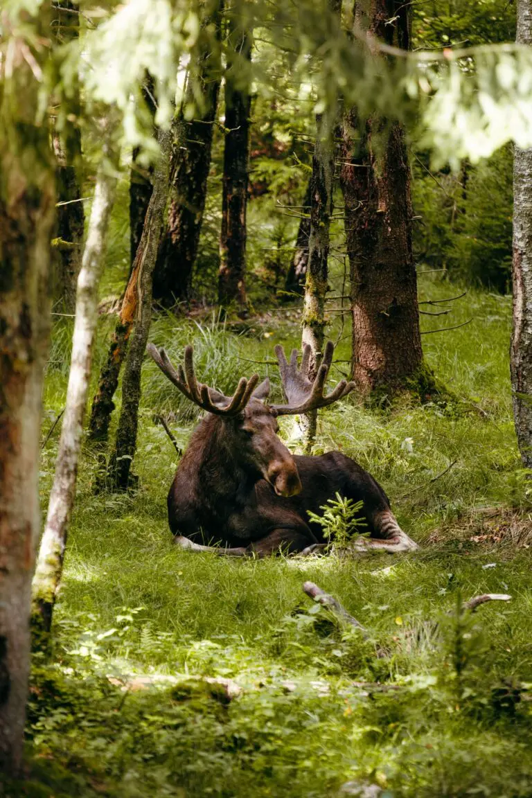 moose with large antlers resting in a sunlit forest in Sweden