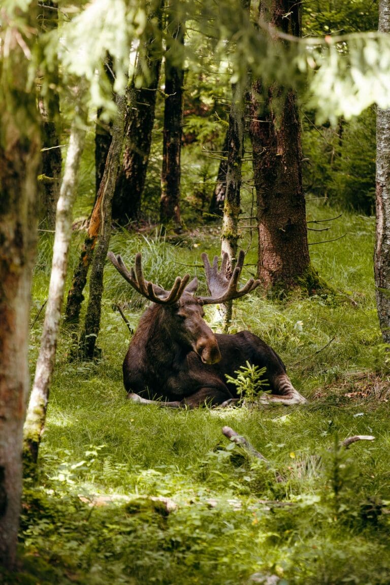 moose with large antlers resting in a sunlit forest in Sweden